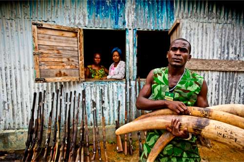 © WWF-Canon / James Morgan - Saisie du commerce illégal de l'ivoire