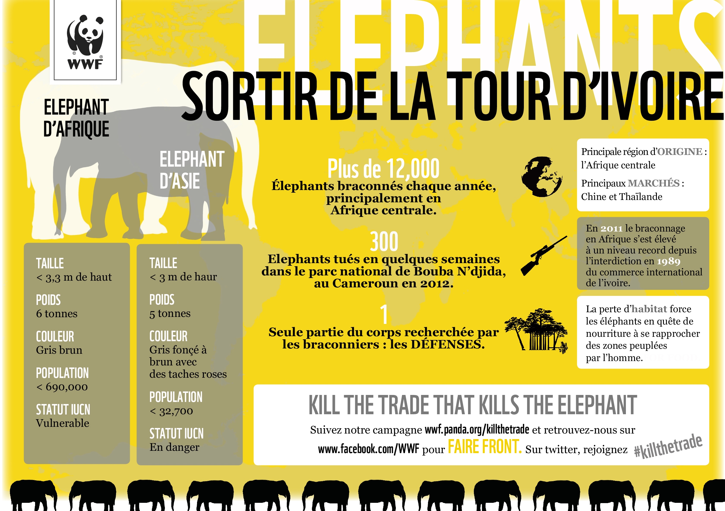 Infographie_Elephant.jpg
