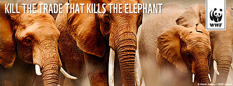 © Martin Harvey / WWF-Canon - Lutter contre le trafic de l’ivoire des Éléphants