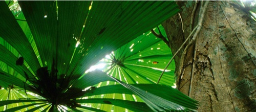 Rainforest Alliance pour préserver les forêt dans le monde