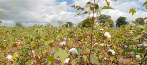 © Africa924 - Empoisonnement aux pesticides utilisés dans la culture du coton - l’Avenir de l’Environnement en Afrique (AEO-3)