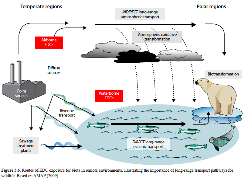 Chemin de contamination de l'environnement par les perturbateurs endocriniens : de l'usine dans les zones tempérées aux Ours Blanc du Pôle Nord
