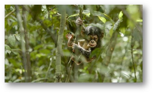 S'engager pour protéger les Chimpanzés avec la Wild Chimpanzee Foundation