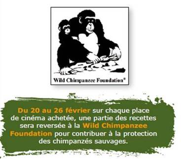 CHIMPANZES, un film réalisé par Mark Linfield et Alastair Fothergill, avec Christophe Boesch, président de la Wild Chimpanzee Foundation