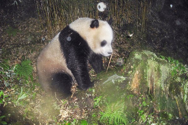 The materials are taken from more than 100 infra-red camera traps set up in six nature reserves - © WWF China / WWF-Canon