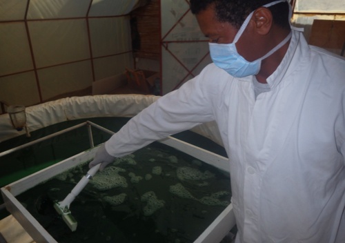 Spiruline Bio au Maroc : Atlaspiruline - Groupe Solidaire Tamounte