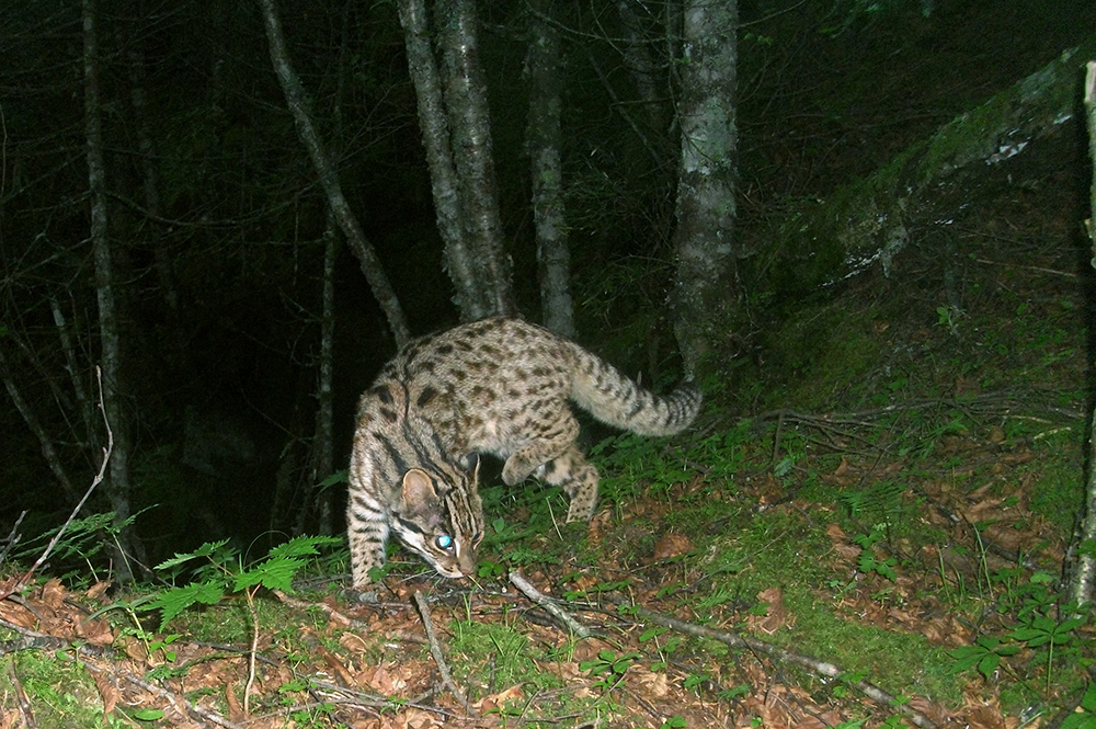 Leopard cat captured in Wang Lang, Sichuan, China © WWF China / WWF-Canon