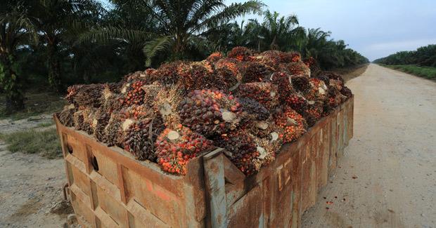 La société d'huile de palme PT Adei, filiale de Kuala Lumpur Kepong (KLK), est poursuivie par le gouvernment indonésien pour avoir brûlé des forêts pour ses plantations dans la province de Riau, Sumatra