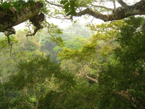 Forêt Tropicale ©D-Tarrier