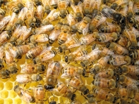 INRA : Les chercheurs volent au secours des abeilles