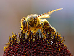 Source : wikipedia  - L’abeille européenne (Apis mellifera), ici collectant du pollen et participant ainsi à la pollinisation, indispensable à la survie de 80 % des plantes à fleurs et à la production de 35 % de la nourriture des hommes.