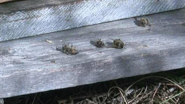 © F3 LR Les abeilles meurent en masse dans les ruches des Pyrénées-Orientales
