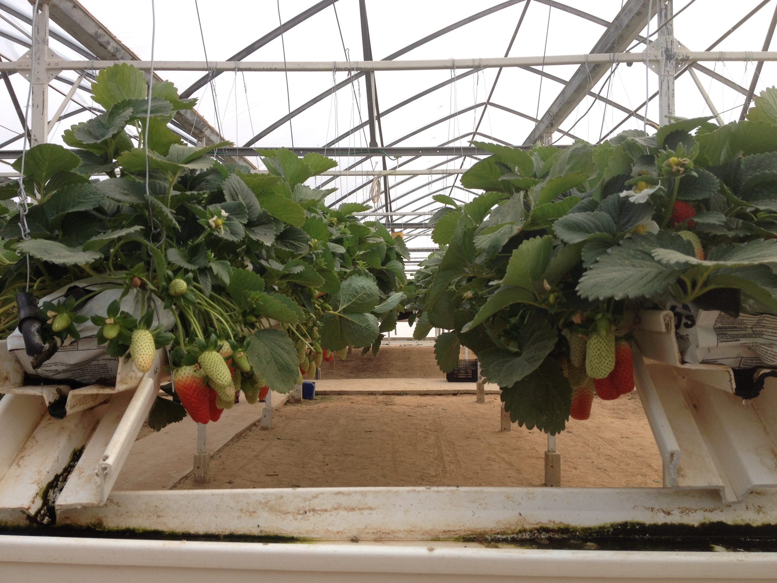 La culture des fraises hors-sol irriguées au goutte à goutte dans le Sud d'Israël