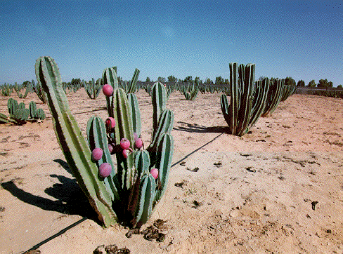 Fruiting cactus of Cereus penuvianus of 2 years old plantation in the Israeli Negev Desert. Exported to Europe since 1997 as Koubo cactus fruit.