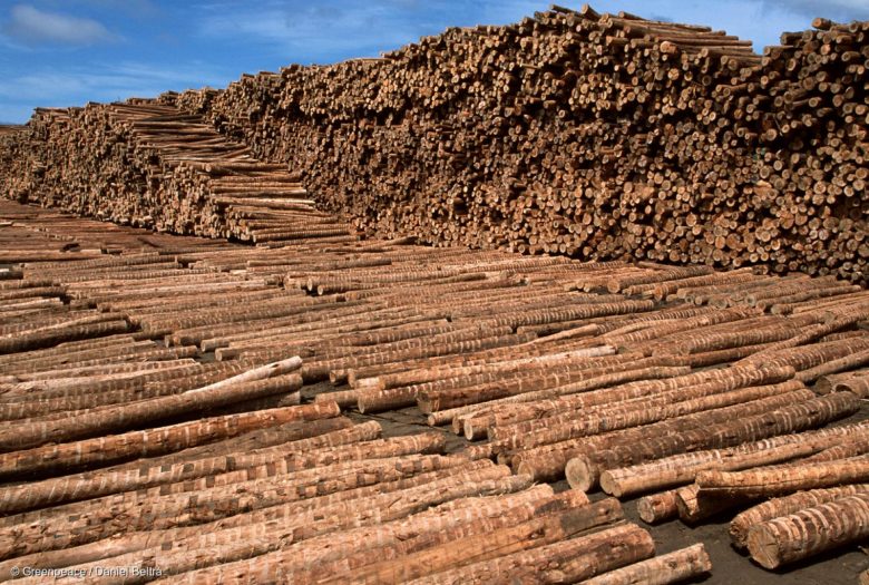 PEFC, FSC… les labels protègent-ils vraiment les forêts ?