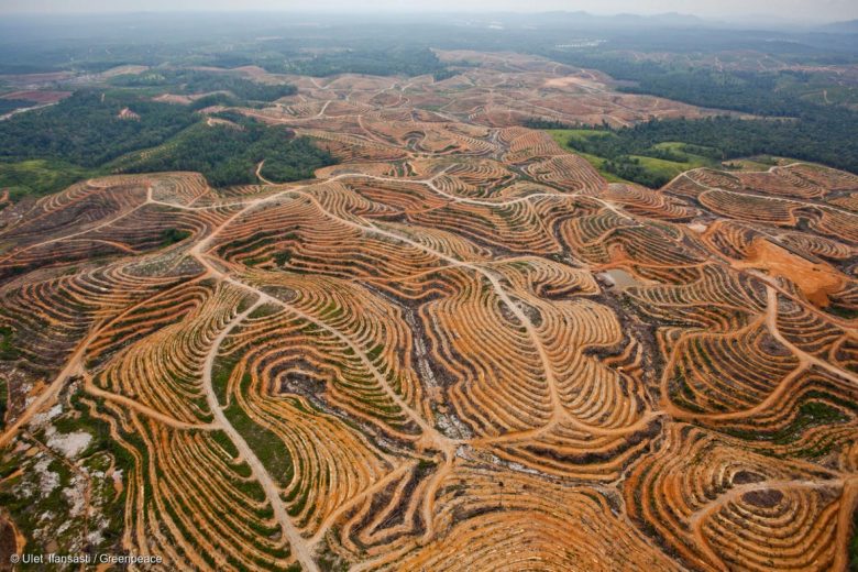 Indonésie : une relation toxique entre les plantations et les forêts Les ravages de la déofrestation en Indonésie. Ici, un réseau de routes situé au beau milieu de l’habitat de nombreux orangs-outans, dédié à une concession de palmiers à huile.