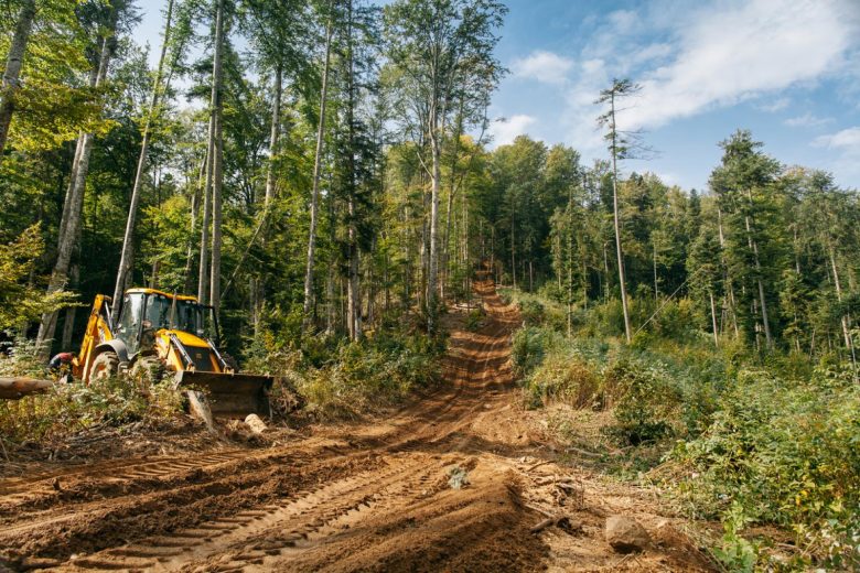 Ikea et les forêts de Roumanie. Une route utilisée par des exploitants forestiers. Greenpeace a documenté des opérations d’exploitation forestières dans les montagnes de Făgăraș, en Roumanie, pour attirer l’attention sur un déboisement immoral et illégal dans les dernières forêts anciennes du pays.