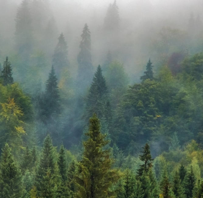 Projet de plantation de forêts par Citoyens pour le Climat