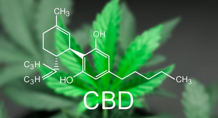 Cannabis CBD