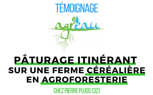 temoignage-paturage-itinerant-sur-une-ferme-cerealiere-en-agroforesterie-chez-pierre-pujos-32-association-francaise-d-agroforesterie.jpg