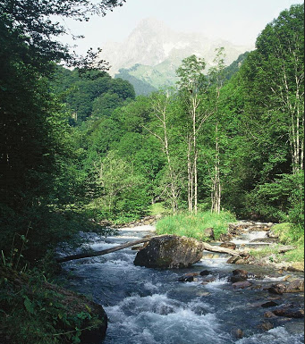 Le rôle crucial de l’eau pour l’avenir de nos forêts, modélisé par des chercheurs de l&rsquo;INRAE
