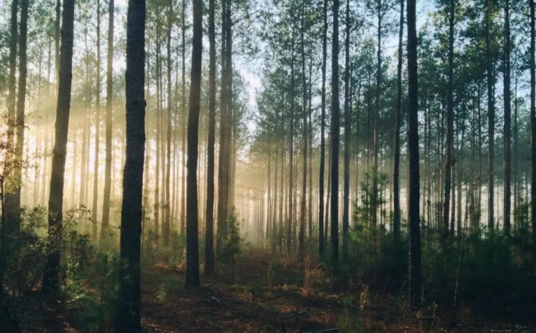 Le reboisement : la solution au réchauffement climatique ?