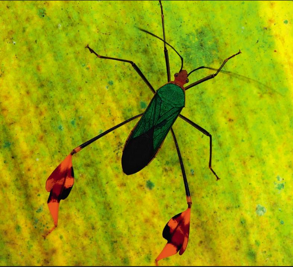 Relever les défis mondiaux grâce à la recherche sur les insectes par l&rsquo;IRD