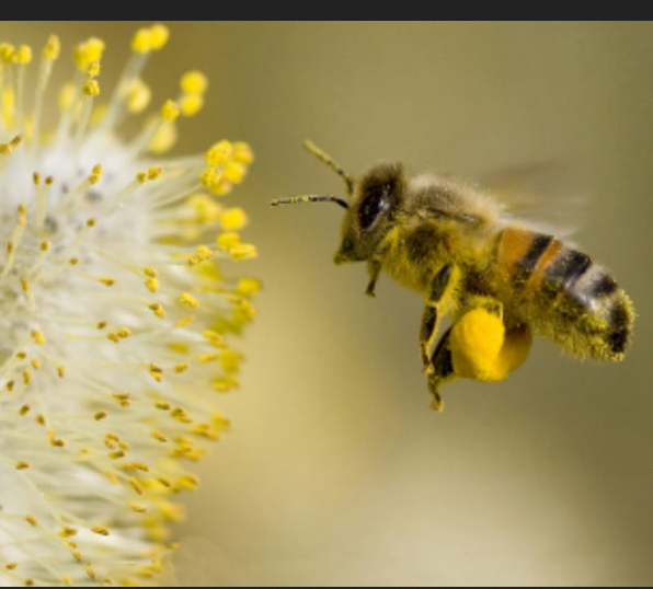 Après les député·e·s, les sénateurs et sénatrices manquent de vision et de courage en votant pour le retour des « insecticides tueurs d’abeilles »