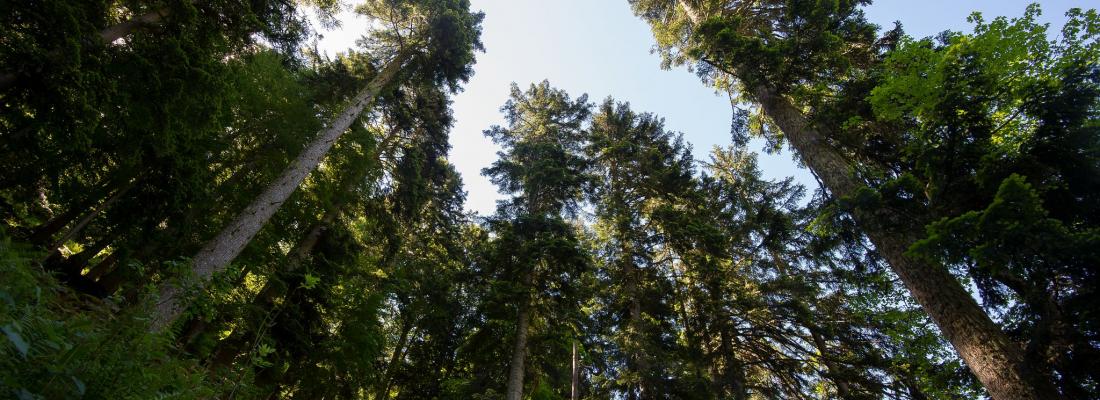 Illustration Filière forêt-bois et atténuation du changement climatique : INRAE et l’IGN publient un ouvrage de synthèse pour éclairer le débat © INRAE