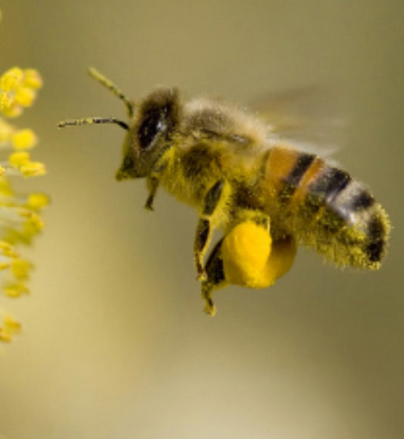 Pollinis : les actions engagées en 2020 pour stopper l&rsquo;extinction des pollinisateurs