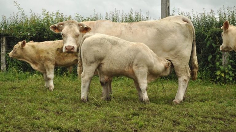Grupo Éxito (groupe Casino), premier distributeur en Colombie à avoir développé un modèle d’élevage durable de la filière bovine