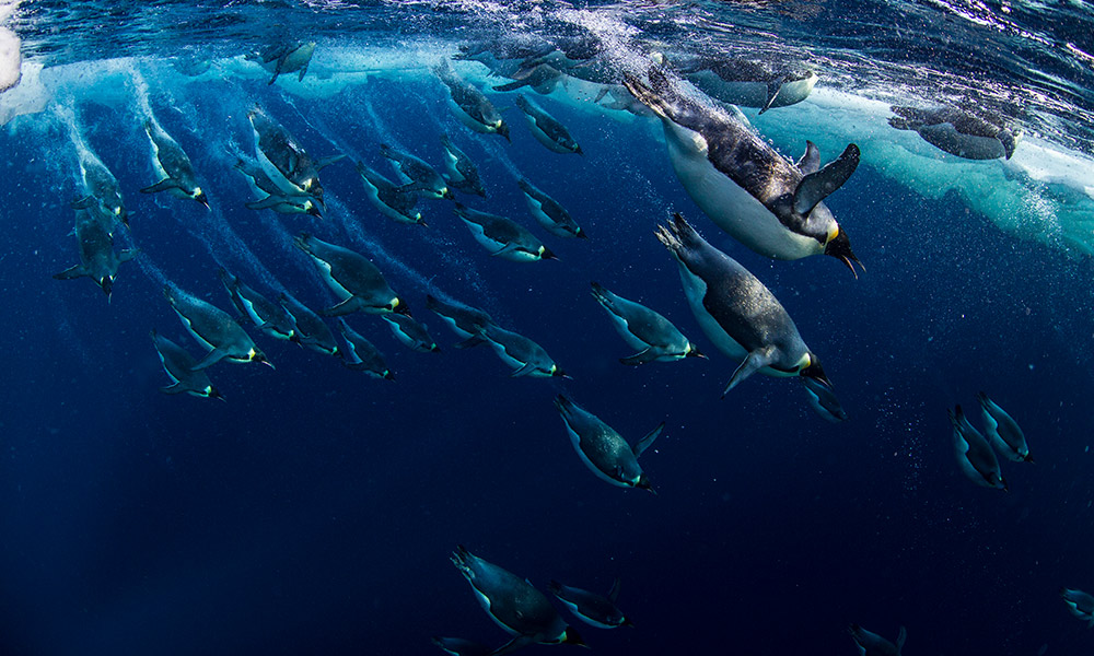 img-emperor-penguins-diving-ross-sea-antarctica-1000px.jpg