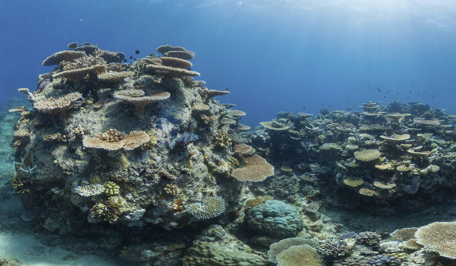 Analyse : Les récifs coralliens du patrimoine mondial risquent de disparaître d'ici 2100, à moins que les émissions de CO2 ne diminuent drastiquement