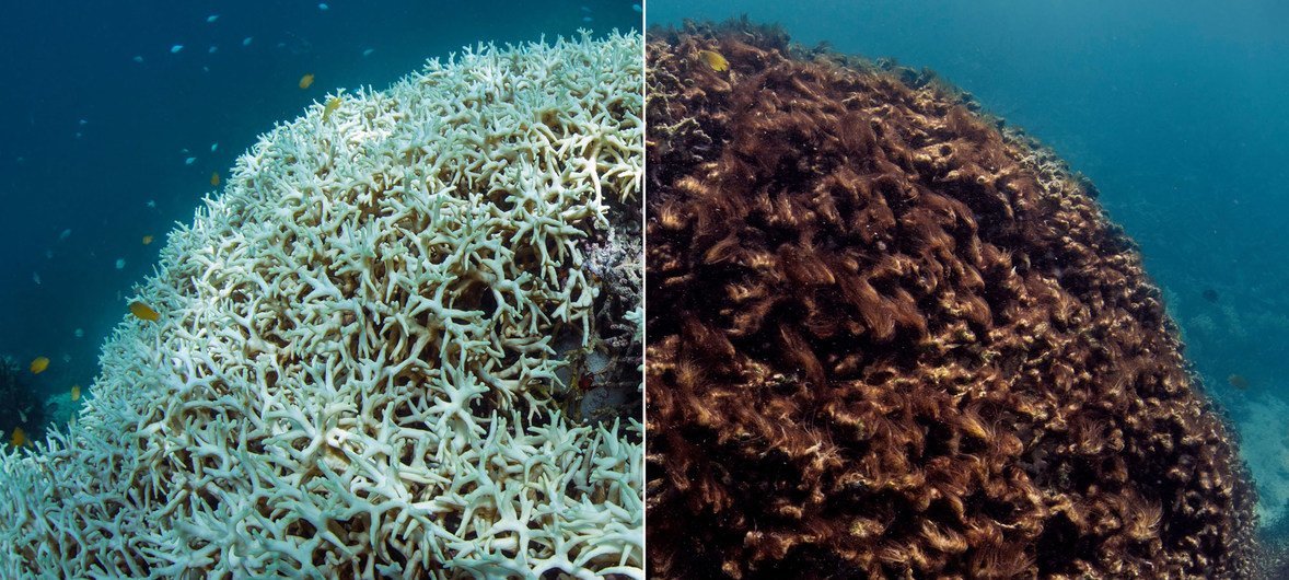 Avant et après le blanchissement des coraux dans la Grande Barrière de corail.