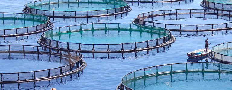 La mariculture durable au service de la sécurité alimentaire, par l&rsquo;Oeil de ma Fabrique écologique