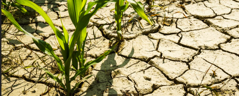 Sècheresse et raréfaction de la ressource en eau : s&rsquo;adapter au changement climatique