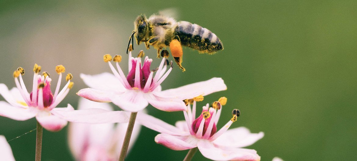 Les abeilles jouent un rôle essentiel pour les plantes.