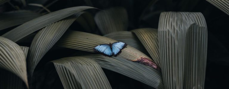 Crise climatique, pollution, perte de biodiversité : il faut changer notre relation avec la nature selon un rapport de l&rsquo;IPBES soutenu par l&rsquo;ONU