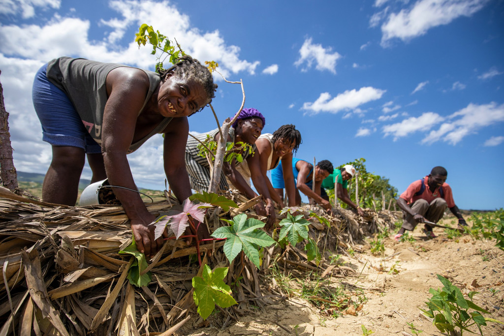 Des agriculteurs dans le nord d'Haïti s'efforcent de prévenir l'érosion de leurs terres.