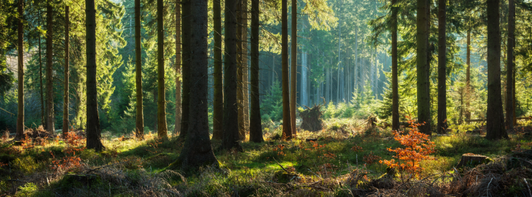 L’adaptation des territoires au changement climatique : un mook de la Caisse des Dépôts