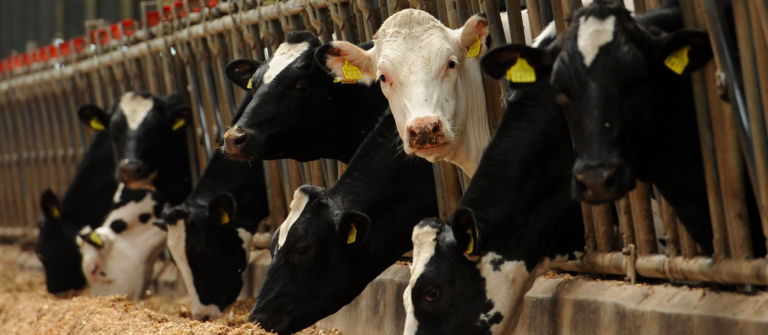 Il faut un « Accord de Paris pour la nature », selon une étude FAIRR : l&rsquo;industrie de la viande et du lait doit gérer son impact sur la biodiversité