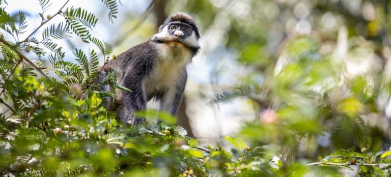 Préserver et restaurer la biodiversité, c&rsquo;est protéger l&rsquo;Accord de Paris sur le climat