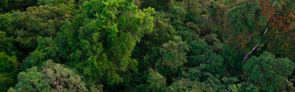 Planification écologique France Verte 2030 : une action collective pour repenser la forêt de demain, protégée et plus résiliente
