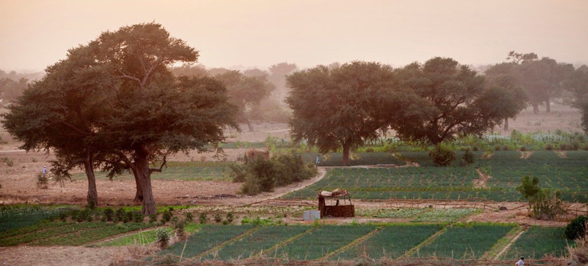 Des terres agricoles dans le cadre du projet de Grande Muraille verte pour le Sahara soutient les communautés locales dans la gestion durable des zones désertiques.