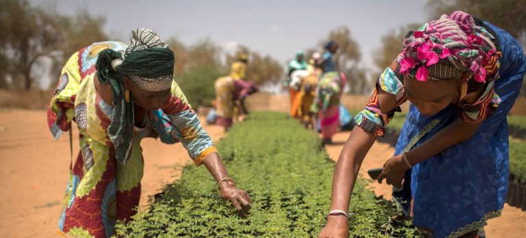 10 initiatives pionnières qui restaurent le monde naturel