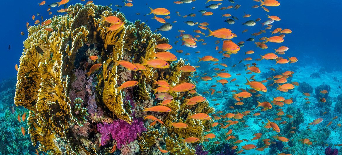 Des poissons autour d'un récif de coraux en mer Rouge au large de l'Egypte.