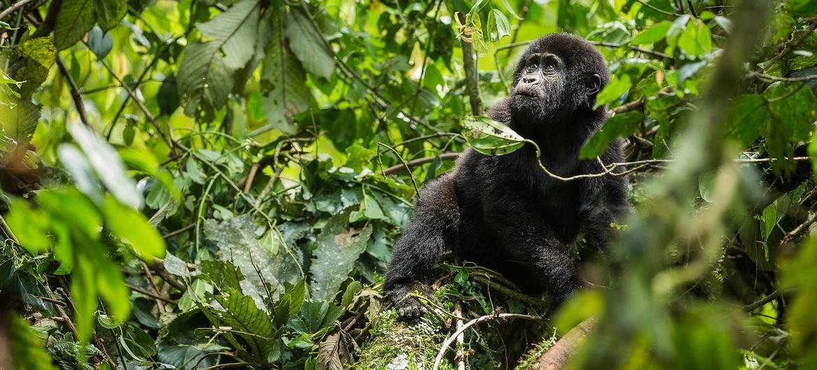 Ces vingt dernières années, la population de gorilles de montagne dans le parc de Bwindi, en Ouganda, a augmenté pour atteindre plus de 400.