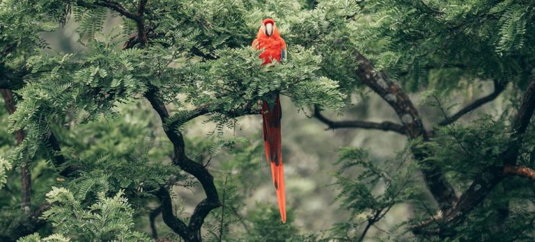 Un accord « historique » des Nations Unies pour protéger un tiers de la biodiversité mondiale