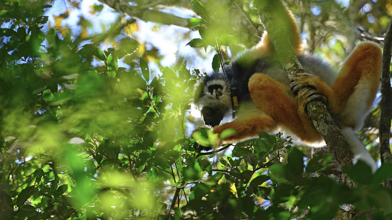 WWF Madagascar - Forêt