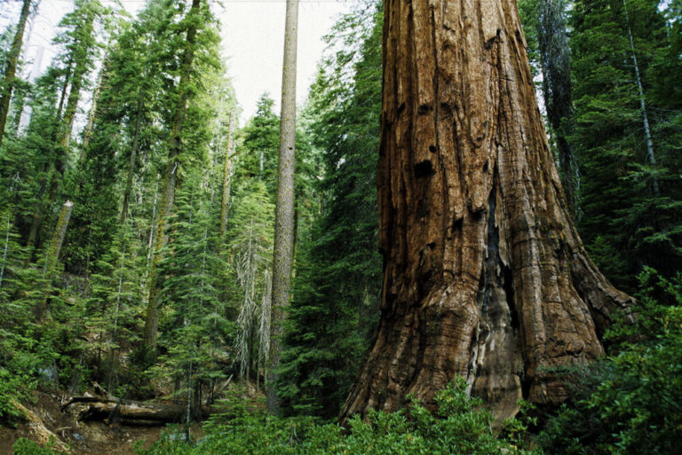 L&rsquo;UNESCO est mobilisée pour la protection des forêts